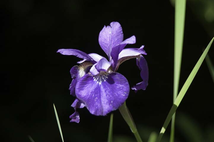 DSC_8100-lilly_black