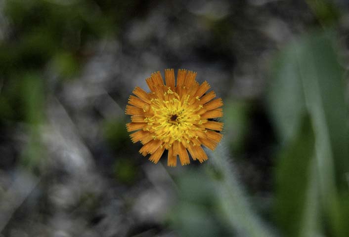 _DSC5583_cropped_13x1#0001