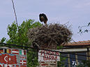 %_tempFileNameDSC00105%