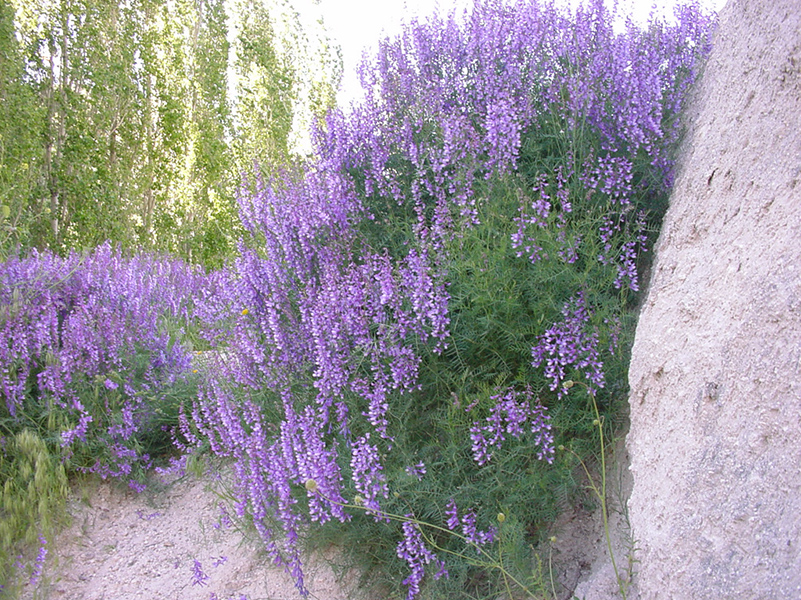 %_tempFileNameDSC00211%